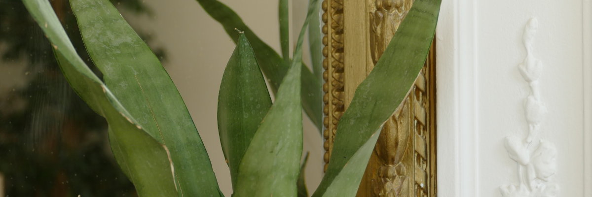 Plante verte devant miroir doré et cadre mural décoré.