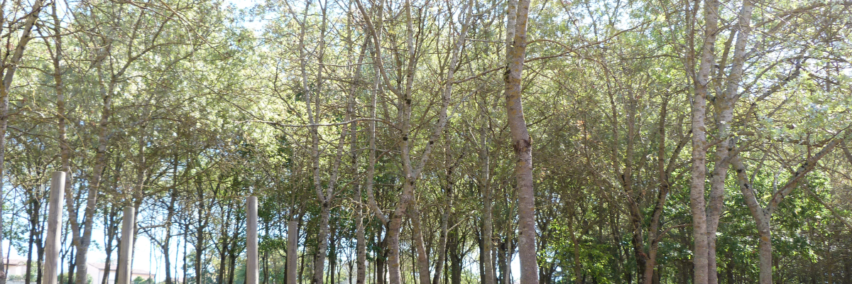 Forêt de jeunes arbres alignés en rangées sur terrain dégagé.
