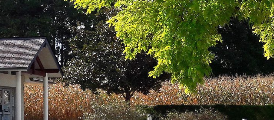 Maison avec toit, arbre feuillu, buissons, et poteaux.