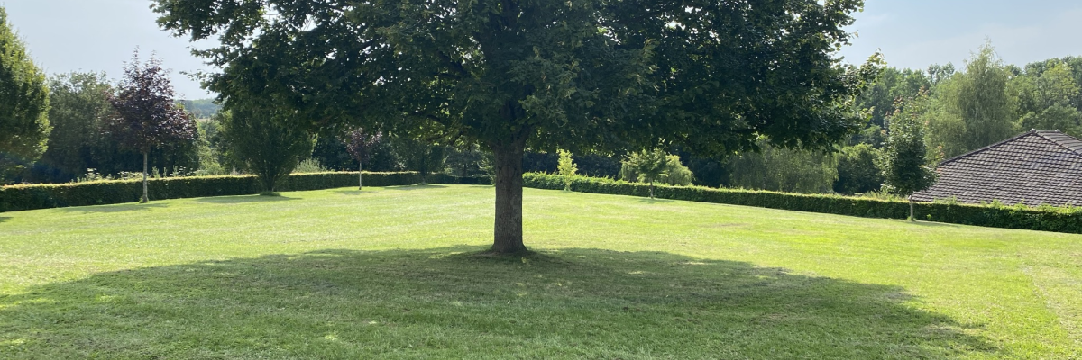 Arbre au centre d'un champ herbeux, avec des buissons et une structure en arrière-plan.