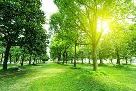 Allée arborée ensoleillée.