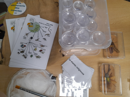 Matériel pédagogique sur les insectes : boîtes de conservation, cartes d'identification, diagrammes et spécimens.