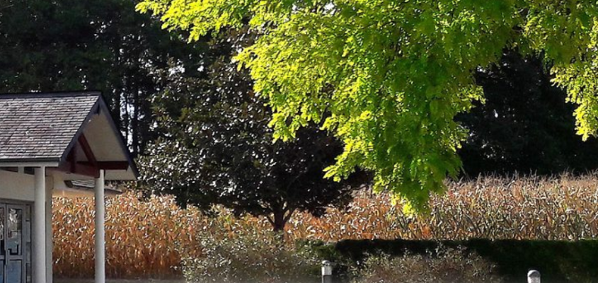 Maison avec toit, arbre feuillu, buissons, et poteaux.